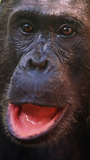 ape.jpg