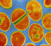 s-aureus.gif