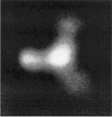 mol-ter01.jpg