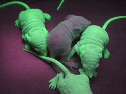 green.jpg