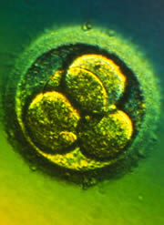 Blastocyst