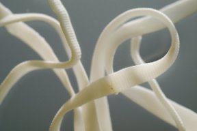 worm.jpg