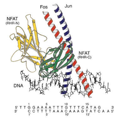 nfat